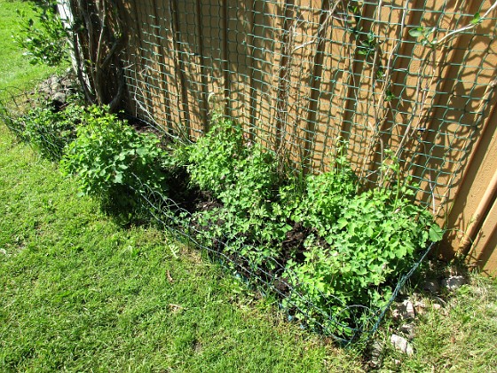 Södra gaveln  
Under Kaprifolen så finns massor av Akleja, frön som jag tagit från andra plantor och bara strött ut.  
2018-05-13 Södra gaveln_0012  
Granudden  
Färjestaden  
Öland