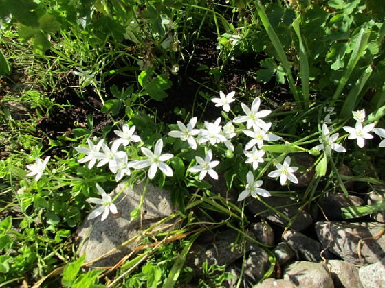 Morgonstjärna  
                                 
2018-05-19 Morgonstjärna_0024  
Granudden  
Färjestaden  
Öland