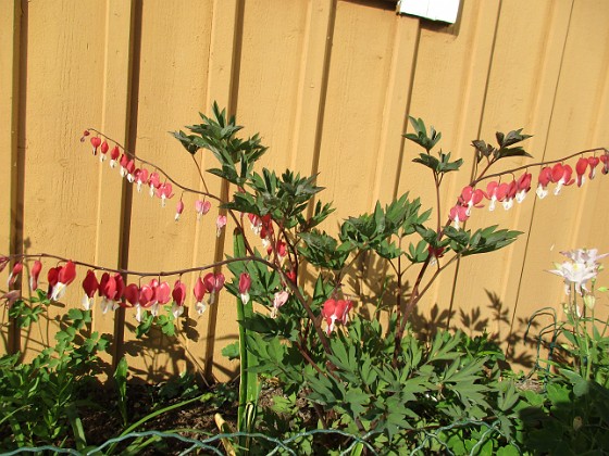 Löjtnantshjärta  
                                 
2018-05-25 Löjtnantshjärta_0003  
Granudden  
Färjestaden  
Öland