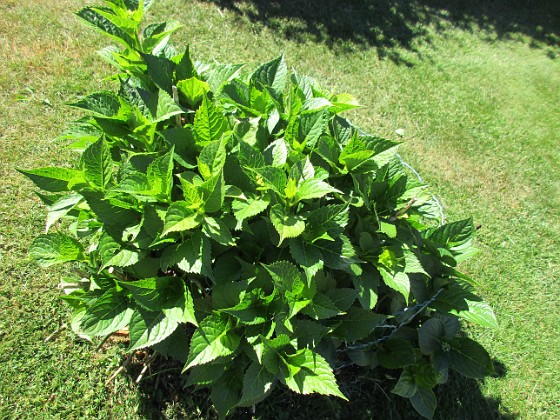 Hortensia_0011 
Hortensia
Ursprungligen 3 olika plantor i varje rundel, från Bakker. En i varje rundel har dött.                               