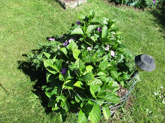 Hortensia
Ursprungligen 3 olika plantor i varje rundel, från Bakker. En i varje rundel har dött. Här har även en Blodnäva smugit sig in.                                 
2018-06-05 Hortensia_0012  
Granudden  
Färjestaden  
Öland