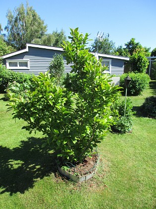 Magnolia                                 
2018-06-05 Magnolia_0010  
Granudden  
Färjestaden  
Öland