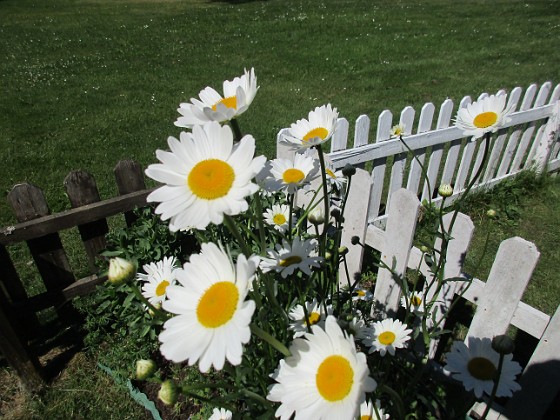 Prästkrage { Dessa Prästkragar kan jag inte minnas att jag planterat, men de måste ha följt med i någon kruka från plantskolan här i Färjestaden.                                                                } 