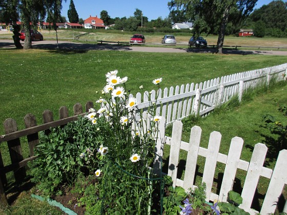 Prästkrage { Dessa Prästkragar kan jag inte minnas att jag planterat, men de måste ha följt med i någon kruka från plantskolan här i Färjestaden.     } 