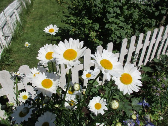 Prästkrage 
Dessa Prästkragar kan jag inte minnas att jag planterat, men de måste ha följt med i någon kruka från plantskolan här i Färjestaden.                               