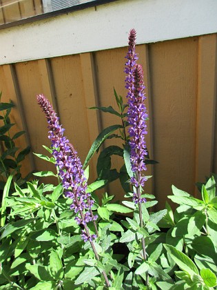 Steppsalvia  
  
2018-06-05 Steppsalvia_0042  
Granudden  
Färjestaden  
Öland