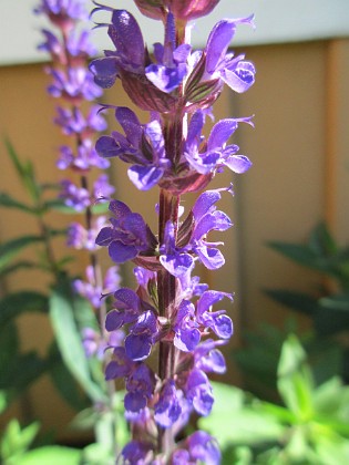 Steppsalvia 
                               