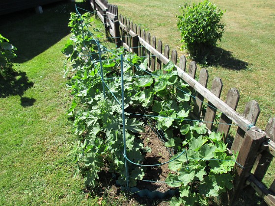 Stockros
Här blir det sedan många år tillbaka massor av enkelblommiga Stockrosor. Ursprungligen så beställde jag frö och satte men i år har jag dessutom kompletterat lite med köpeplantor.   
2018-06-05 Stockros_0004  
Granudden  
Färjestaden  
Öland