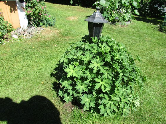 Trädgårdsnäva
Blå blommor.                                 
2018-06-05 Trädgårdsnäva_0015  
Granudden  
Färjestaden  
Öland