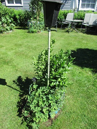 Trädgårdsnäva_Studentnejlika_Gullnattljus_0014 
Trädgårdsnäva, Studentnejlika, Gullnattljus
Tanken här var Trädgårdsnäva. Men så hade jag sedan tidigare en planta Gullnattljus som jag inte tog bort. Studentnejlikan har hamnat här av en slump.