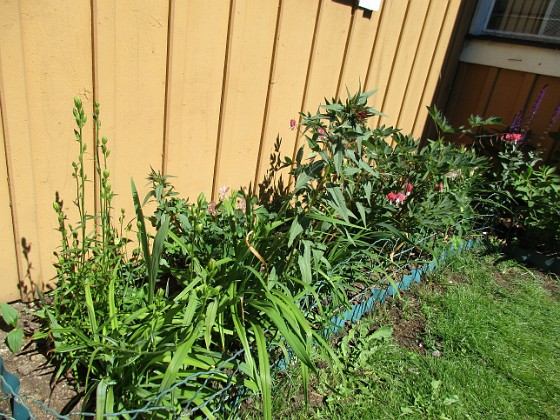 Vinkeln 
Här ser vi en planta Löjtnantshjärta. I framkanten Daglilja. Men här finns även Storklocka, Gullnattljus och Akleja.