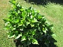 Hortensia_0011  
Hortensia
Ursprungligen 3 olika plantor i varje rundel, från Bakker. En i varje rundel har dött.                                 
2018-06-05 Hortensia_0011