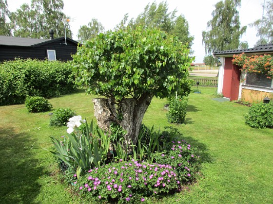 Björken  
                                 
2018-06-07 Björken_0078  
Granudden  
Färjestaden  
Öland