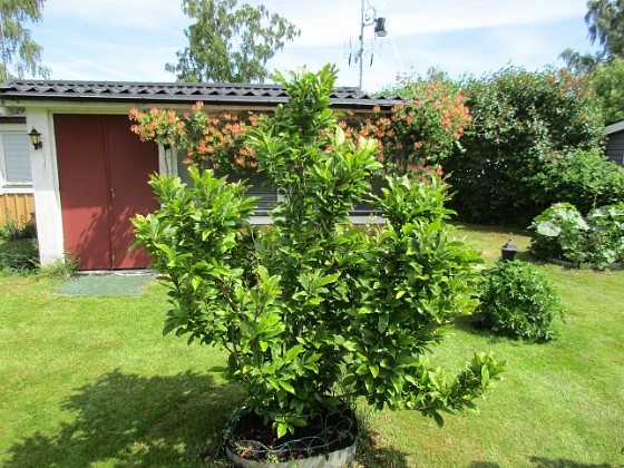 Magnolia  
                                 
2018-06-07 Magnolia_0046  
Granudden  
Färjestaden  
Öland