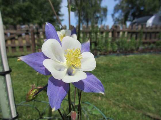 Pastellakleja  
                                 
2018-06-07 Pastellakleja_0051  
Granudden  
Färjestaden  
Öland