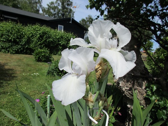 Trädgårdsiris  
                                 
2018-06-07 Trädgårdsiris_0040  
Granudden  
Färjestaden  
Öland