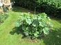 IMG_0006  
                                 
2018-06-07 IMG_0006