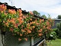                                 (2018-06-07 Kaprifol_0001)