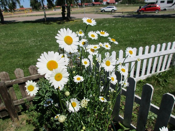 Prästkrage  
                                 
2018-06-08 Prästkrage_0011  
Granudden  
Färjestaden  
Öland