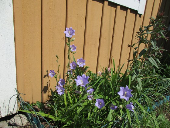 Storklocka  
                                 
2018-06-09 Storklocka_0015  
Granudden  
Färjestaden  
Öland