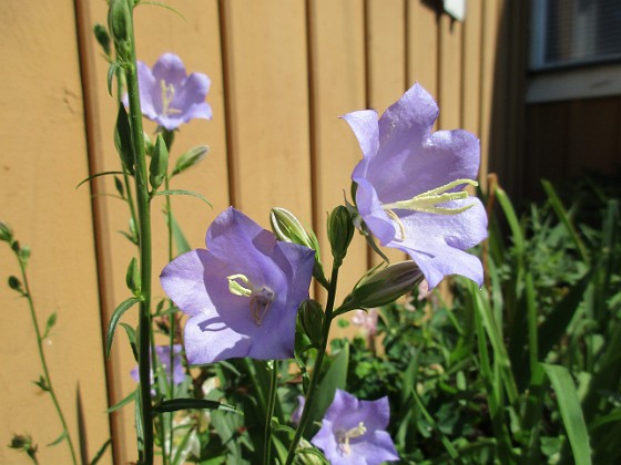 Storklocka  
                                 
2018-06-09 Storklocka_0016  
Granudden  
Färjestaden  
Öland