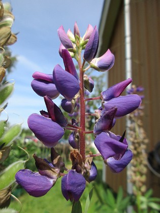 Lupin  
                                 
2018-06-10 Lupin_0014  
Granudden  
Färjestaden  
Öland