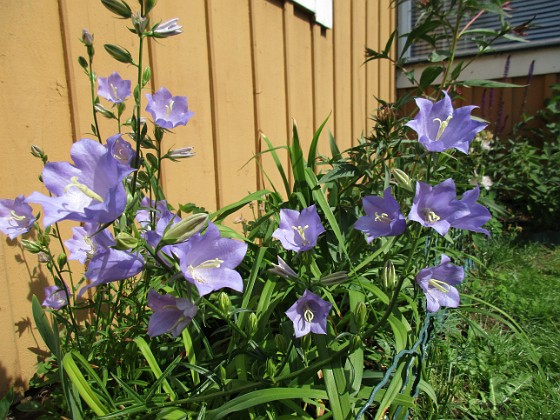 Storklocka  
                                 
2018-06-10 Storklocka_0008  
Granudden  
Färjestaden  
Öland