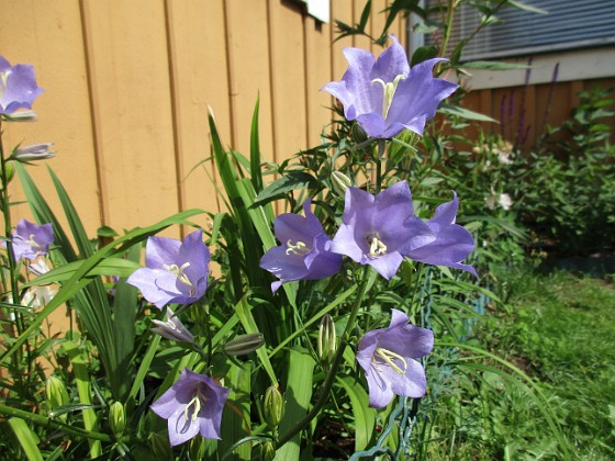 Storklocka  
                                 
2018-06-10 Storklocka_0011  
Granudden  
Färjestaden  
Öland