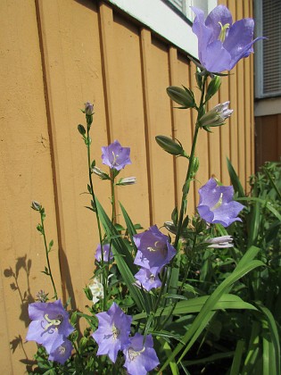 Storklocka  
                                 
2018-06-10 Storklocka_0012  
Granudden  
Färjestaden  
Öland