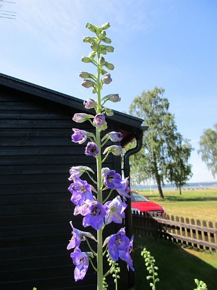 Riddarsporre  
                                 
2018-06-14 Riddarsporre_0016  
Granudden  
Färjestaden  
Öland