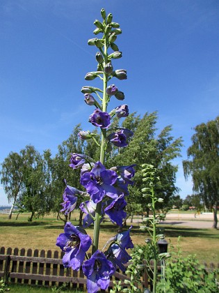 Riddarsporre  
                                 
2018-06-14 Riddarsporre_0017  
Granudden  
Färjestaden  
Öland