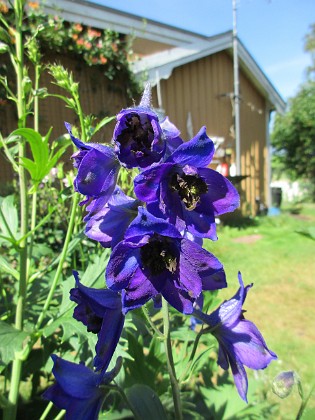 Riddarsporre  
                                 
2018-06-14 Riddarsporre_0041  
Granudden  
Färjestaden  
Öland