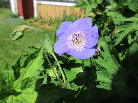 Trädgårdsnäva  
                                 
2018-06-14 Trädgårdsnäva_0048  
Granudden  
Färjestaden  
Öland