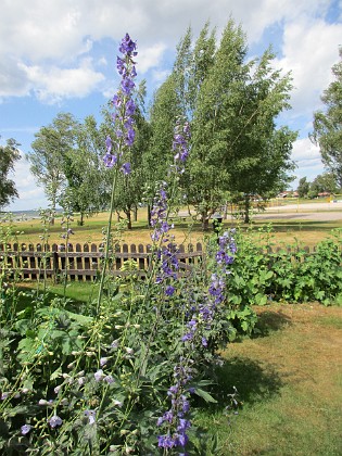 Riddarsporre  
  
2018-06-19 Riddarsporre_0017  
Granudden  
Färjestaden  
Öland