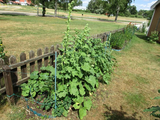 Stockros              
2018-06-19 Stockros_0019  
Granudden  
Färjestaden  
Öland