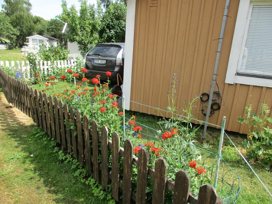 Studentnejlika 
Vackra röda blommor skådas från utsidan av staketet!