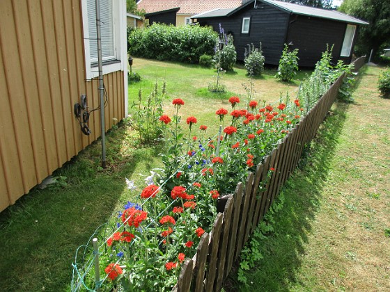 Studentnejlika  
                                 
2018-06-19 Studentnejlika_0006  
Granudden  
Färjestaden  
Öland