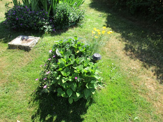 Hortensia  
2018-06-26 IMG_0032  
Granudden  
Färjestaden  
Öland