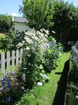 Prästkrage  
                                 
2018-06-26 Prästkrage_0018  
Granudden  
Färjestaden  
Öland