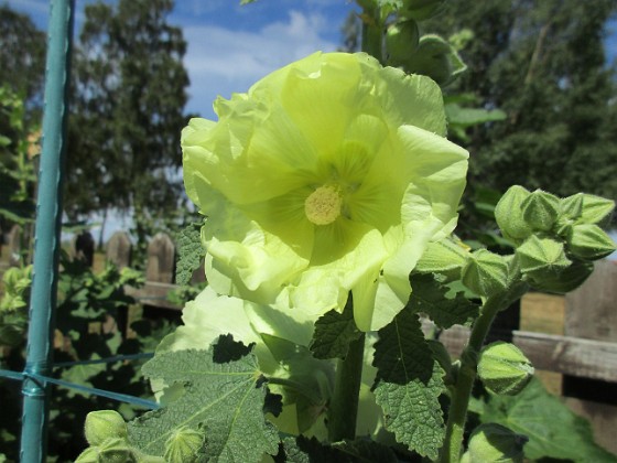 Stockros  
                                 
2018-06-26 Stockros_0020  
Granudden  
Färjestaden  
Öland