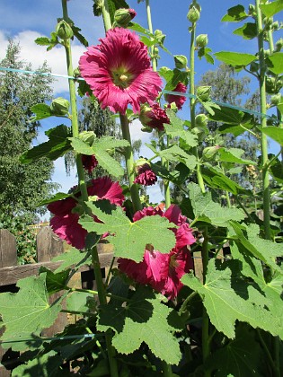 Stockros  
                                 
2018-06-26 Stockros_0023  
Granudden  
Färjestaden  
Öland