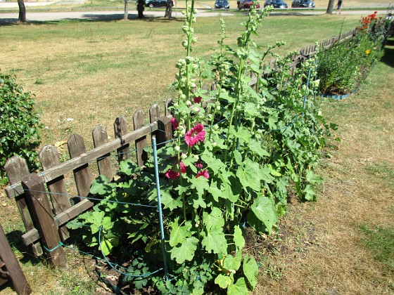 Stockros  
                                 
2018-06-26 Stockros_0026  
Granudden  
Färjestaden  
Öland