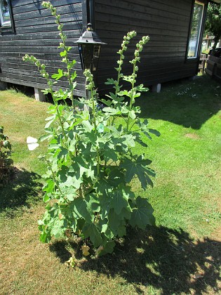 Stockros  
                                 
2018-06-26 Stockros_0027  
Granudden  
Färjestaden  
Öland