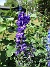 Riddarsporre  
                                 
2018-06-26 Riddarsporre_0046
