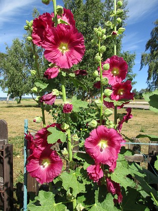 Stockros  
                                 
2018-06-29 Stockros_0001  
Granudden  
Färjestaden  
Öland