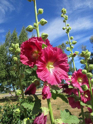 Stockros  
                                 
2018-06-29 Stockros_0002  
Granudden  
Färjestaden  
Öland