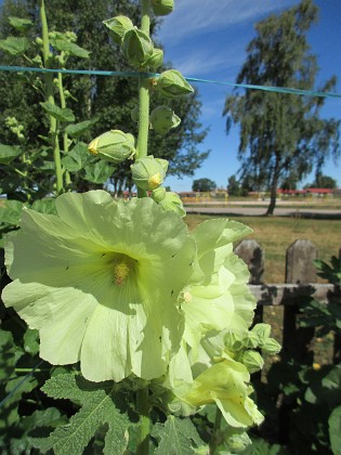 Stockros  
                                 
2018-06-29 Stockros_0009  
Granudden  
Färjestaden  
Öland