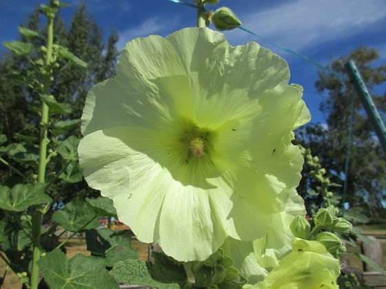 Stockros  
                                 
2018-06-29 Stockros_0013  
Granudden  
Färjestaden  
Öland