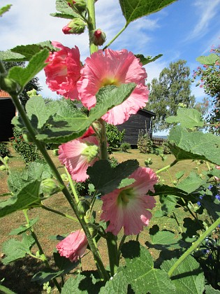 Stockros  
                                 
2018-06-29 Stockros_0018  
Granudden  
Färjestaden  
Öland