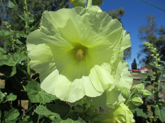 Stockros  
                                 
2018-06-29 Stockros_0066  
Granudden  
Färjestaden  
Öland